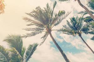 Noce di cocco plam albero su spiaggia di natura sfondo nel Vintage ▾ stile foto
