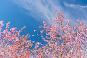 paesaggio di bellissimo selvaggio himalayano ciliegia fioritura rosa prunus cerasoides fiori a phu lom lo loei e phitsanulok di Tailandia foto