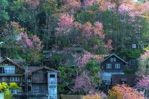 paesaggio di bellissimo selvaggio himalayano ciliegia fioritura rosa prunus cerasoides fiori a phu lom lo loei e phitsanulok di Tailandia foto