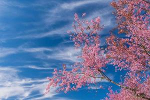 paesaggio di bellissimo selvaggio himalayano ciliegia fioritura rosa prunus cerasoides fiori a phu lom lo loei e phitsanulok di Tailandia foto