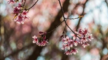 bellissimo selvaggio himalayano ciliegia fioritura rosa prunus cerasoides fiori a phu lom lo loei e phitsanulok di Tailandia foto