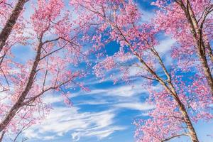 paesaggio di bellissimo selvaggio himalayano ciliegia fioritura rosa prunus cerasoides fiori a phu lom lo loei e phitsanulok di Tailandia foto