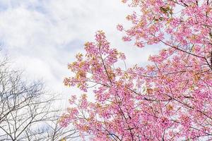 paesaggio di bellissimo selvaggio himalayano ciliegia fioritura rosa prunus cerasoides fiori a phu lom lo loei e phitsanulok di Tailandia foto