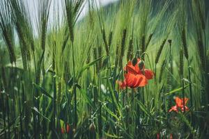 fiori di papavero tra spighe di grano verde foto