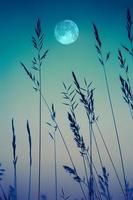 luna ed erbe in giardino con sfumature blu