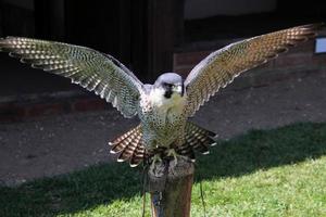 un primo piano di un falco pellegrino foto