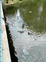 una veduta di un cigno reale a londra foto