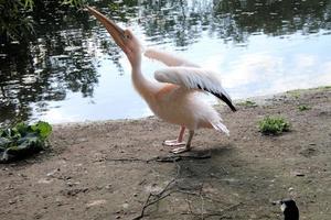 una veduta di un pellicano a londra foto