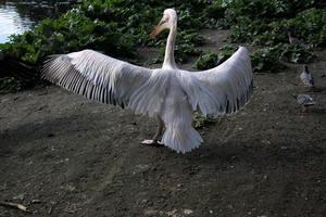 una veduta di un pellicano a londra foto