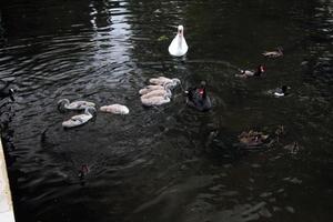 una veduta di un cigno reale a londra foto