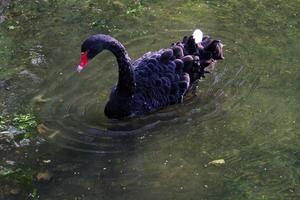 un primo piano di un cigno nero foto