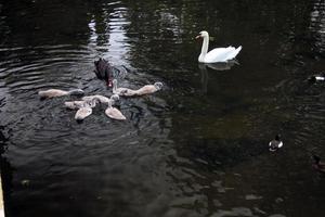 una veduta di un cigno reale a londra foto