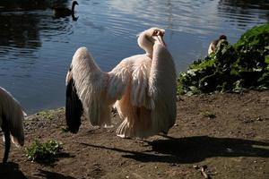 una veduta di un pellicano a londra foto