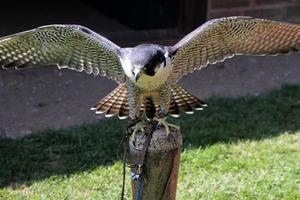 un primo piano di un falco pellegrino foto