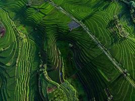 bellissimo mattina Visualizza Indonesia panorama paesaggio risaia i campi con bellezza colore e cielo naturale leggero foto