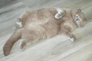 reclinabile grigio gatto con ambra occhi foto