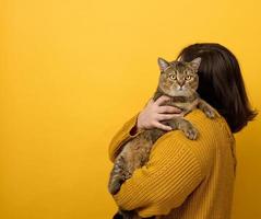 un' donna nel un arancia maglione detiene un adulto Scozzese dritto gatto su un' giallo sfondo. amore per il animali foto