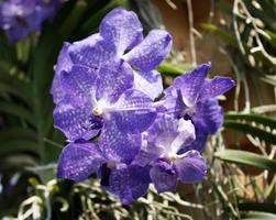 gruppo di fiori viola foto