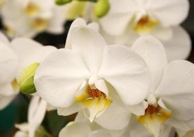 primo piano del fiore dell'orchidea foto