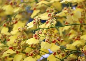 fiori di orchidea gialli e rossi foto