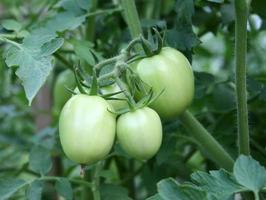 pomodori verdi freschi foto