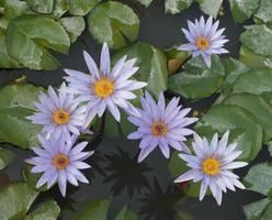 vista dall'alto di fiori di loto viola foto