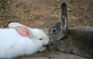 conigli bianchi e marroni foto