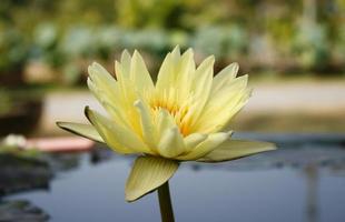 fiore di loto giallo in uno stagno foto