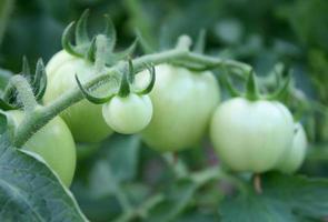 pomodori verdi in un giardino foto