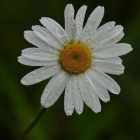 margherita bianca fiore pianta in giardino foto