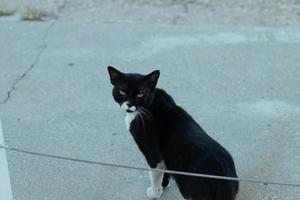 vagante gatto su un' città strada, nero e bianca pelliccia colore. sembra in il telecamera foto