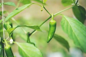 peperoncino verde in giardino foto