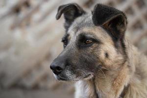 un' solitario e triste guardia cane su un' catena vicino un' cane Casa all'aperto. foto