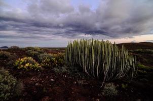 cactus a tramonto foto