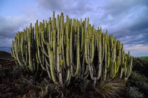 verde cactus pianta foto