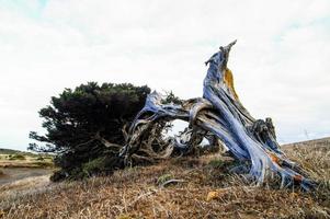 caduto vecchio albero foto