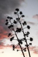 albero fogliame silhouette foto