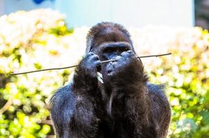 gorilla nel il zoo foto