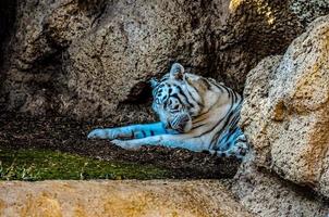 tigre nello zoo foto