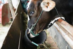 mucca mangiare con fienile sfondo. foto