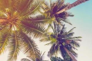 Noce di cocco palma albero con Vintage ▾ effetto. foto