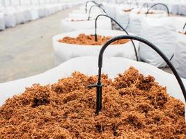 preparazione cocco torba per coltivazione verdura con gocciolare irrigazione sistema foto