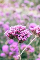 viola fiori su bellissimo bokeh sfondo. foto