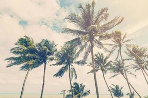 Noce di cocco plam albero su spiaggia di natura sfondo nel Vintage ▾ stile foto