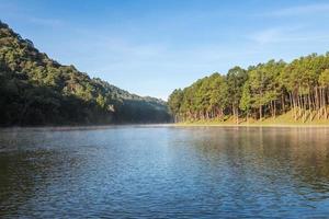 fitta ung silvicoltura piantagioni nel inverno ,maehongson, nord di Tailandia foto