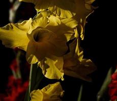 luce del sole su il petali di giallo fiore foto