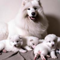 carino con cane foto