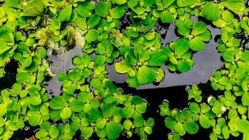 bellissimo e sorprendente verde acqua pianta foto
