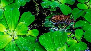 rane nel acqua e circondato di acquatico impianti foto