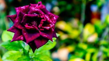 bellissimo e sbalorditivo rosa fiori come sfondo foto